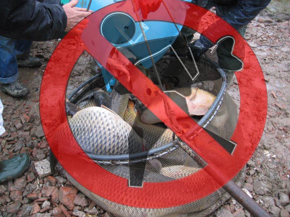 dupa net adunate - 16676543237648351239475973832n.jpg